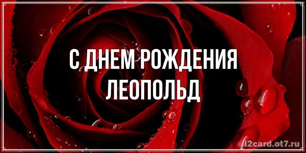 Открытка на каждый день с именем, Леопольд С днем рождения крупная бордовая роза Прикольная открытка с пожеланием онлайн скачать бесплатно 