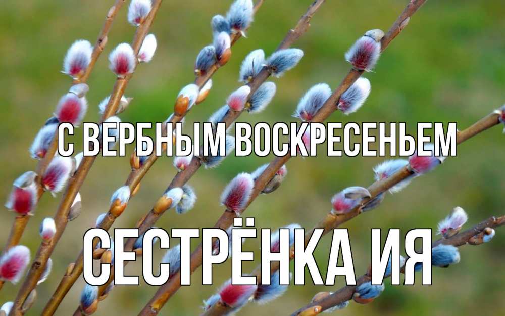 Открытка на каждый день с именем, Сестрёнка-Ия С вербным воскресеньем верба Прикольная открытка с пожеланием онлайн скачать бесплатно 