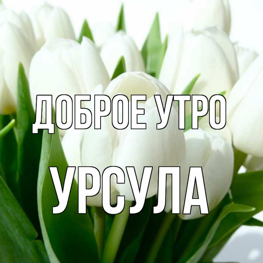 Открытка на каждый день с именем, Урсула Доброе утро открытки на каждый день по именам Прикольная открытка с пожеланием онлайн скачать бесплатно 