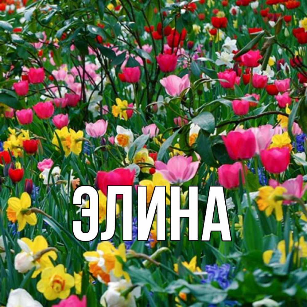 Открытка на каждый день с именем, Элина Главная с международным женским днем поздравления для женщины Прикольная открытка с пожеланием онлайн скачать бесплатно 