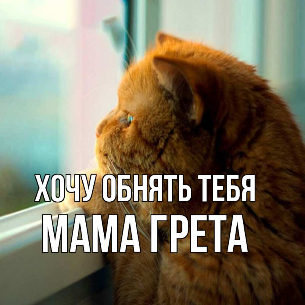 Открытка на каждый день с именем, Мама-Грета Хочу обнять тебя большой огромный рыжий котяра Прикольная открытка с пожеланием онлайн скачать бесплатно 