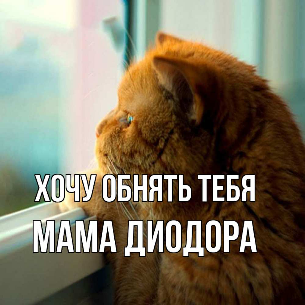 Открытка на каждый день с именем, Мама-Диодора Хочу обнять тебя большой огромный рыжий котяра Прикольная открытка с пожеланием онлайн скачать бесплатно 