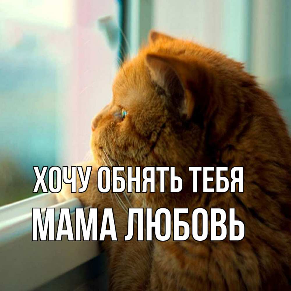 Открытка на каждый день с именем, Мама-Любовь Хочу обнять тебя большой огромный рыжий котяра Прикольная открытка с пожеланием онлайн скачать бесплатно 