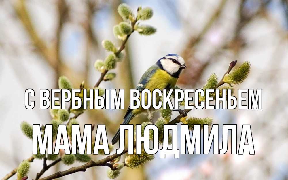 Открытка на каждый день с именем, Мама-Людмила С вербным воскресеньем верба Прикольная открытка с пожеланием онлайн скачать бесплатно 