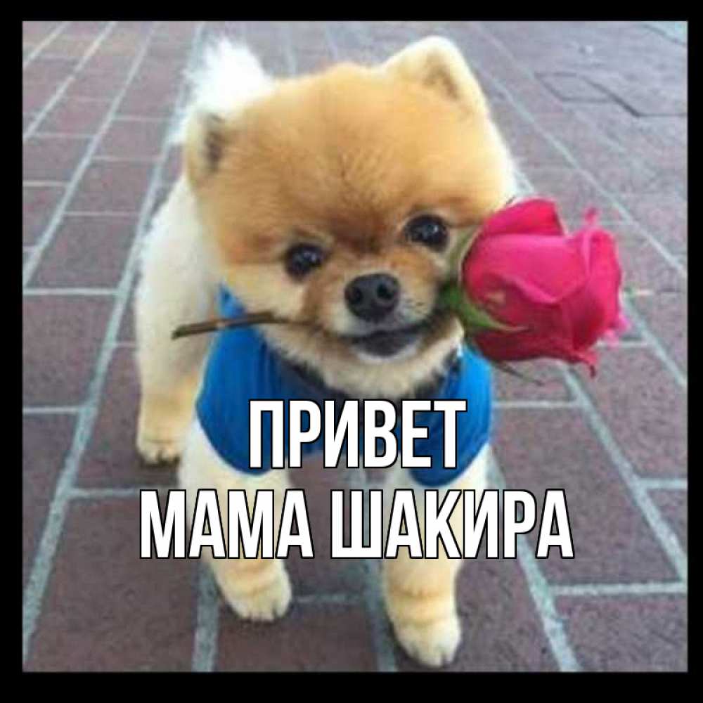 Открытка на каждый день с именем, Мама-Шакира Привет роза в зубах у собаки Прикольная открытка с пожеланием онлайн скачать бесплатно 