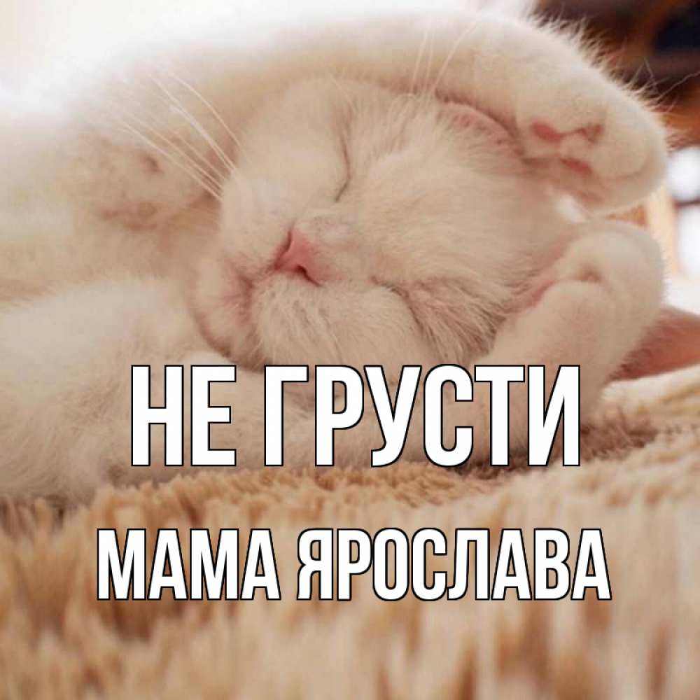 Открытка на каждый день с именем, Мама-Ярослава Не грусти белый кот Прикольная открытка с пожеланием онлайн скачать бесплатно 