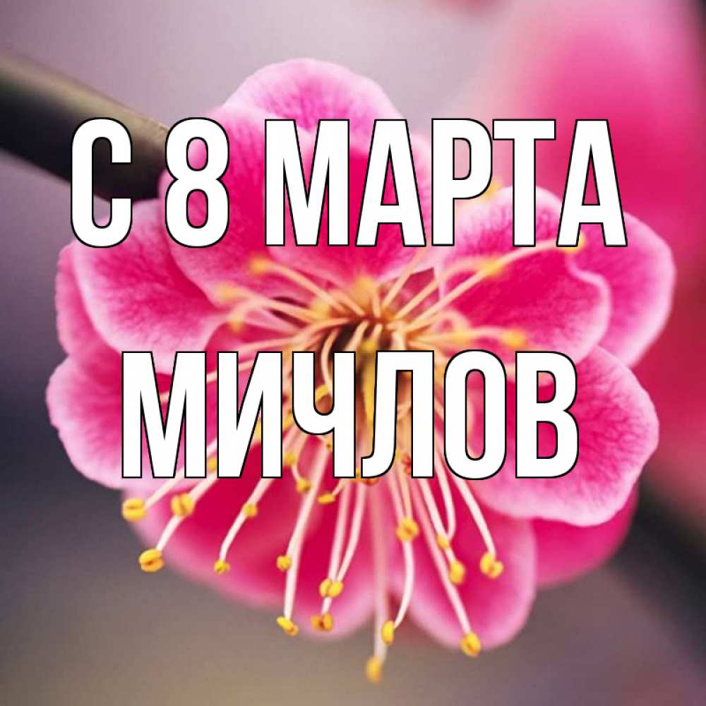 Открытка на каждый день с именем, Мичлов С 8 МАРТА цветы Прикольная открытка с пожеланием онлайн скачать бесплатно 