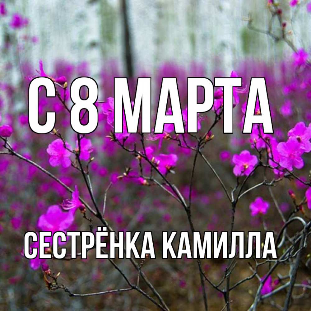 Открытка на каждый день с именем, Сестрёнка-Камилла С 8 МАРТА дикие цветы Прикольная открытка с пожеланием онлайн скачать бесплатно 