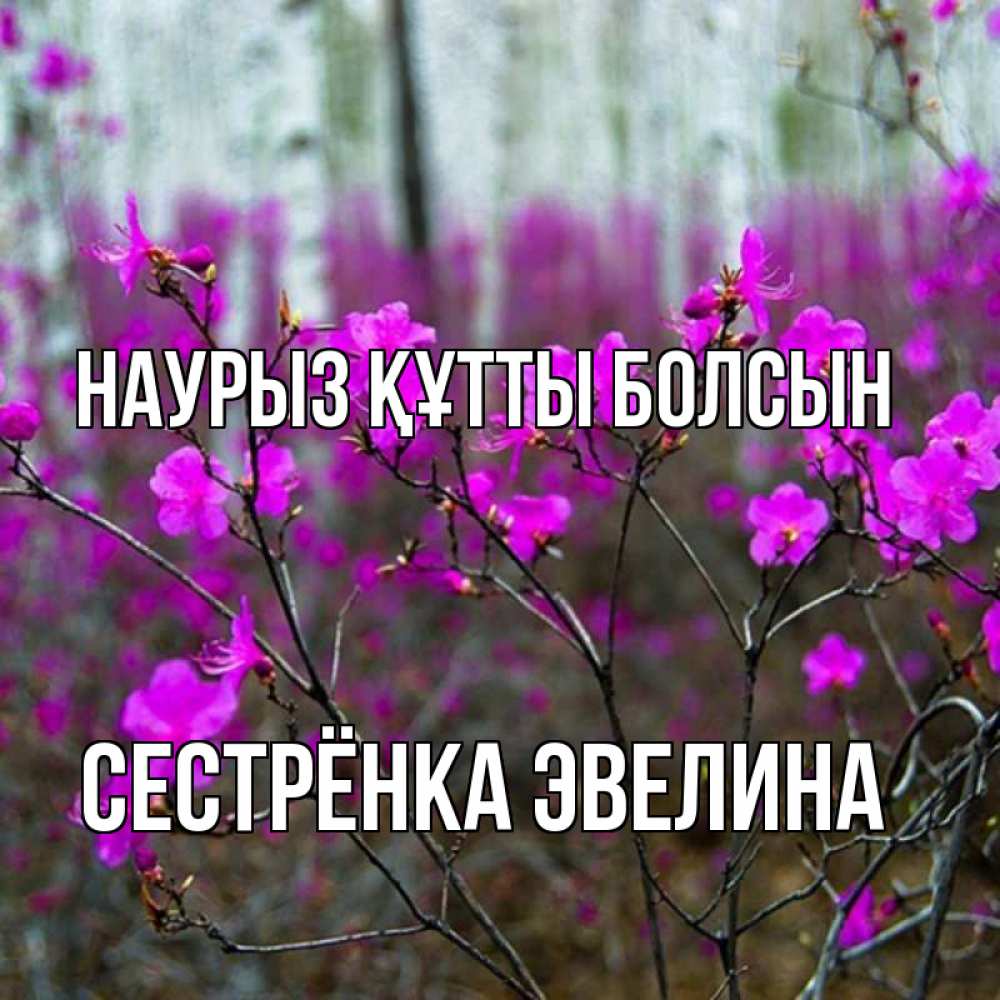Открытка на каждый день с именем, Сестрёнка-Эвелина Наурыз құтты болсын дикие цветы Прикольная открытка с пожеланием онлайн скачать бесплатно 