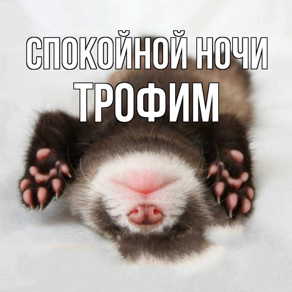 Открытка на каждый день с именем, Трофим Спокойной ночи зверек Прикольная открытка с пожеланием онлайн скачать бесплатно 