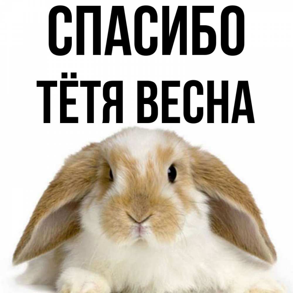 Открытка на каждый день с именем, Тётя-Весна Спасибо коричнево белый заяц Прикольная открытка с пожеланием онлайн скачать бесплатно 
