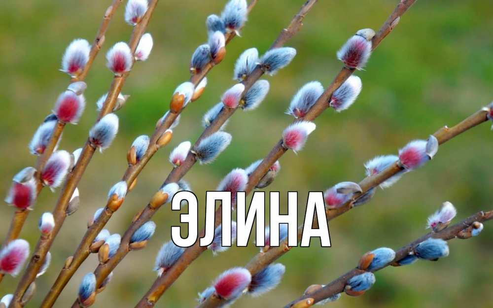 Открытка на каждый день с именем, Элина Главная верба Прикольная открытка с пожеланием онлайн скачать бесплатно 