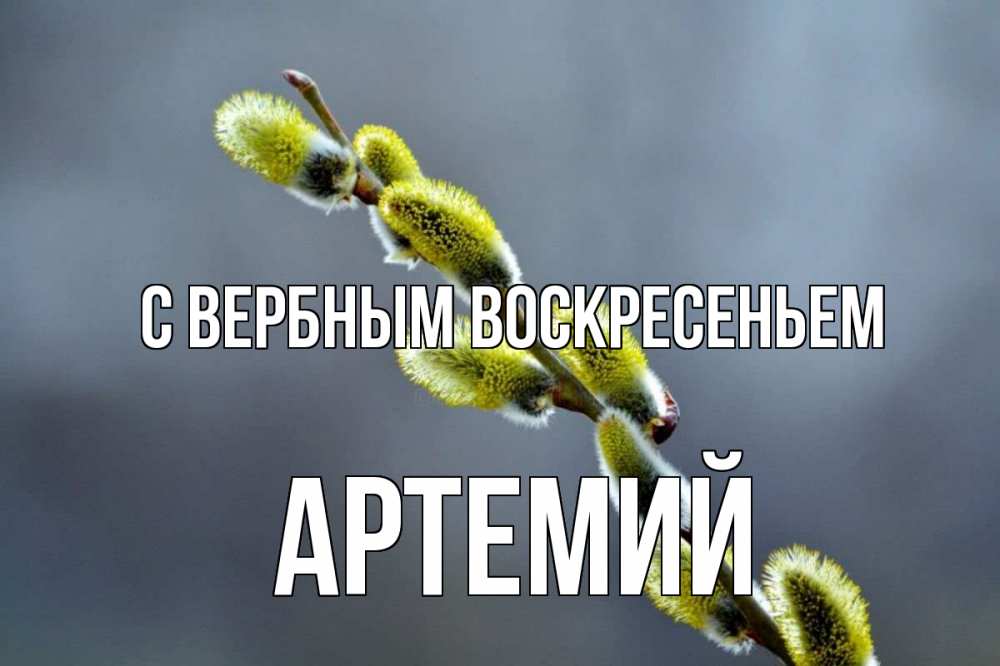 Открытка на каждый день с именем, Артемий С вербным воскресеньем верба Прикольная открытка с пожеланием онлайн скачать бесплатно 