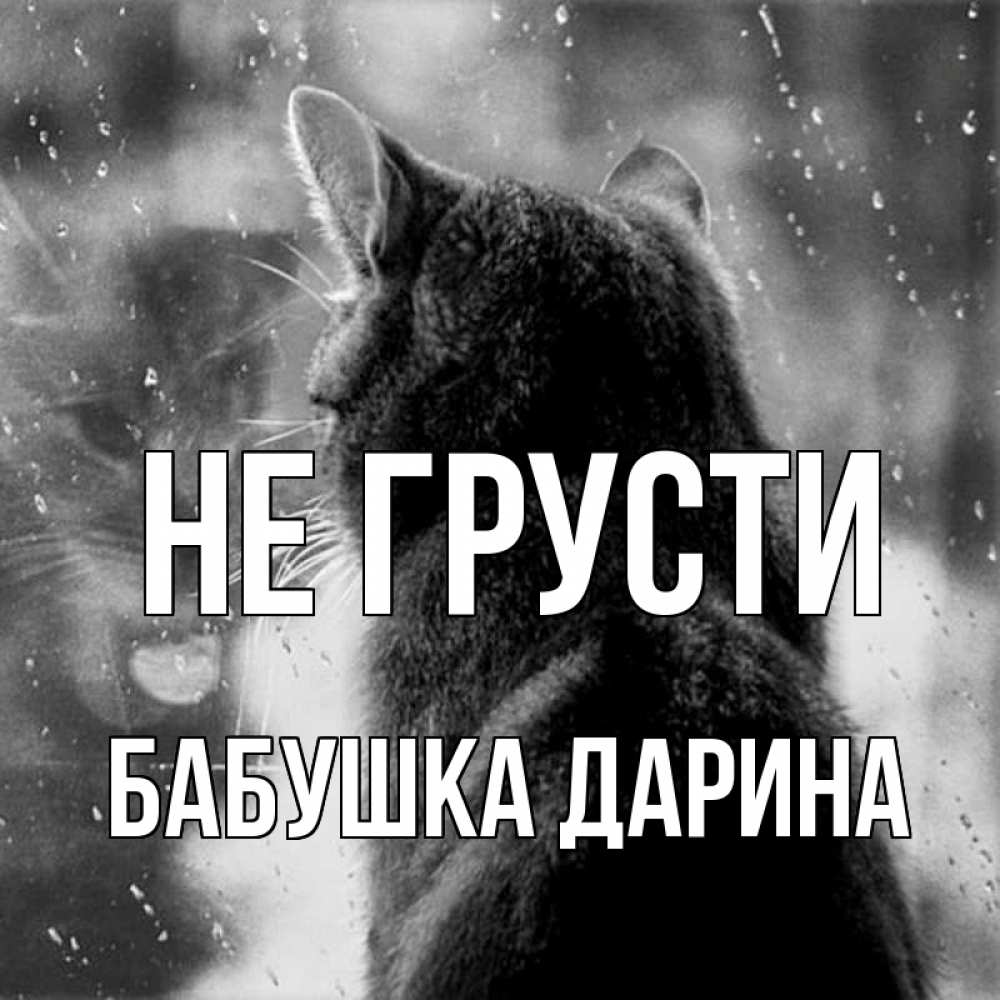 Открытка на каждый день с именем, Бабушка-Дарина Не грусти отражение кота 1 Прикольная открытка с пожеланием онлайн скачать бесплатно 