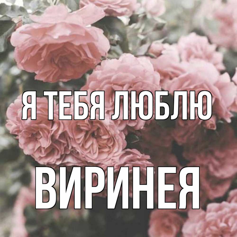 Открытка на каждый день с именем, Виринея Я тебя люблю розы 3 Прикольная открытка с пожеланием онлайн скачать бесплатно 