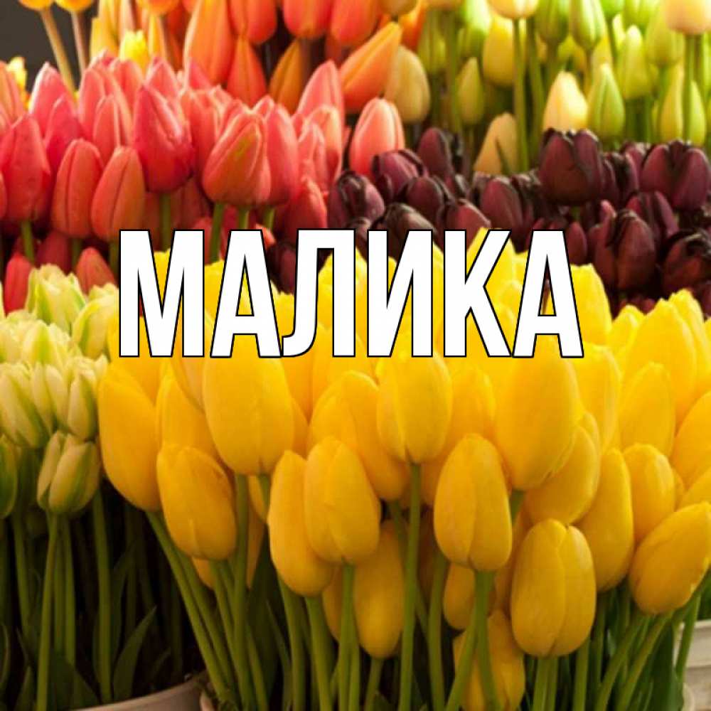 Открытка на каждый день с именем, Малика Главная цветы Прикольная открытка с пожеланием онлайн скачать бесплатно 
