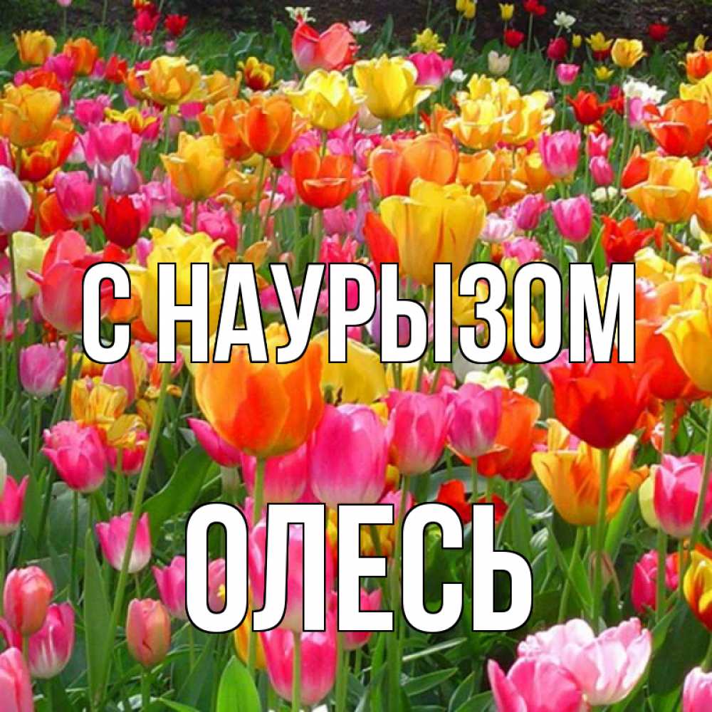 Открытка на каждый день с именем, Олесь С наурызом праздник весны наурыз 4 Прикольная открытка с пожеланием онлайн скачать бесплатно 