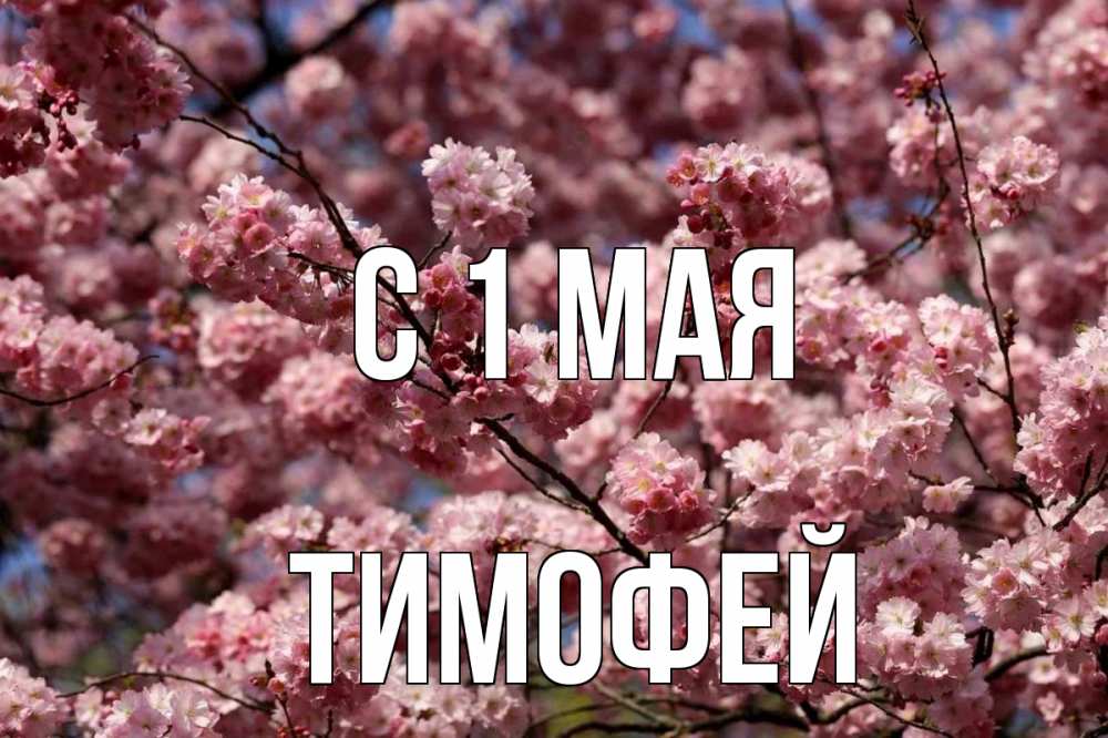 Открытка на каждый день с именем, Тимофей С 1 мая С 1 мая Прикольная открытка с пожеланием онлайн скачать бесплатно 