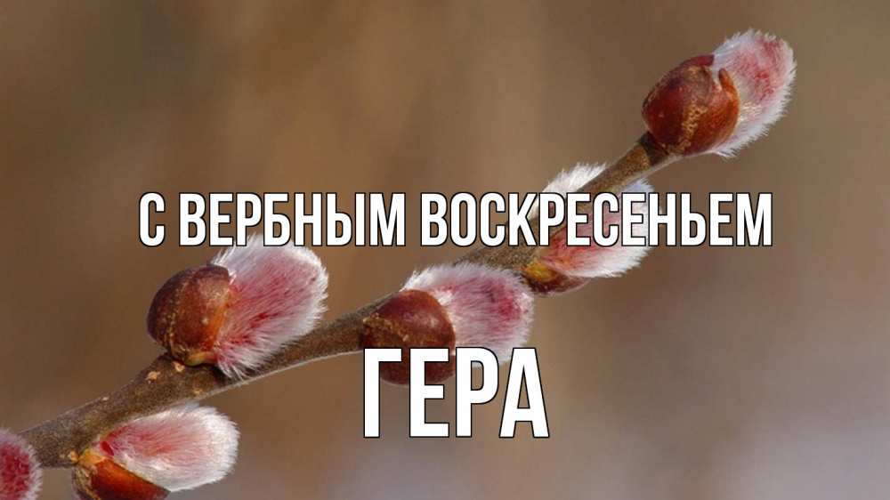 Открытка на каждый день с именем, Гера С вербным воскресеньем верба Прикольная открытка с пожеланием онлайн скачать бесплатно 