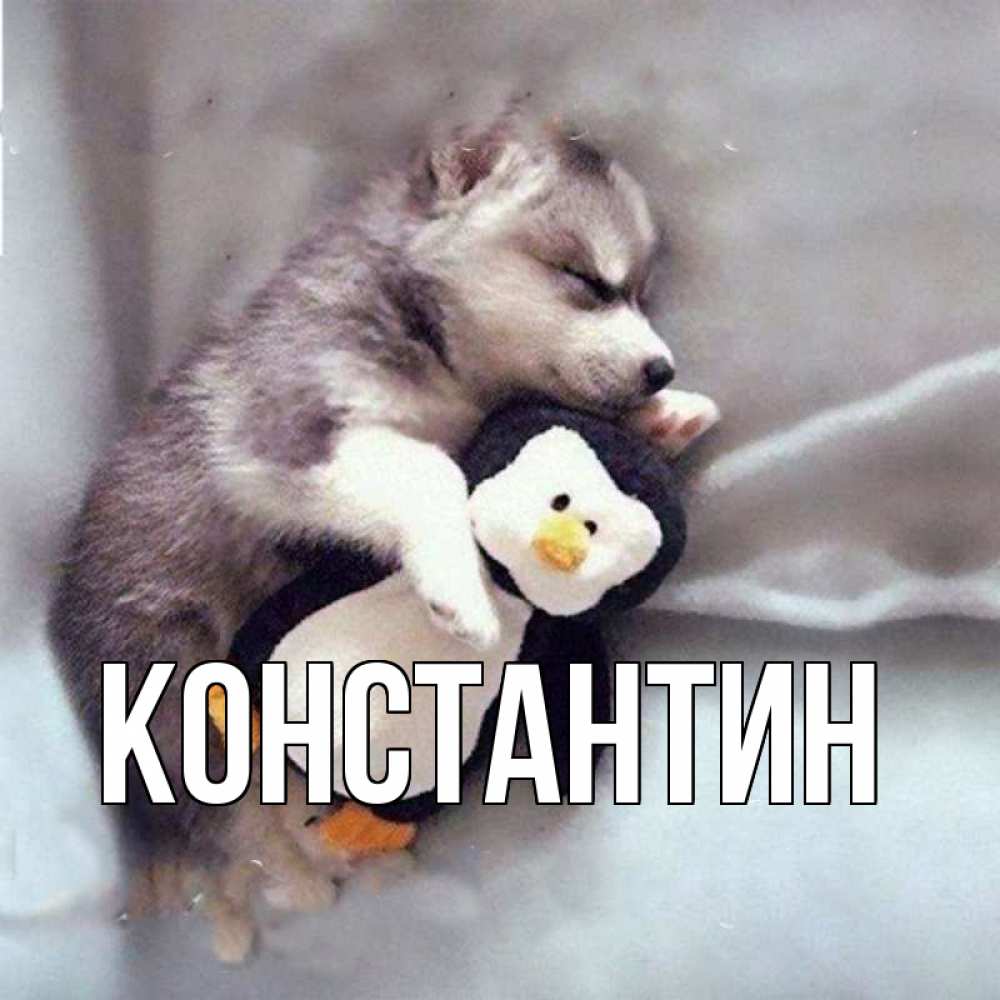 Открытка на каждый день с именем, Константин Главная обнимашки щенка и пингвина Прикольная открытка с пожеланием онлайн скачать бесплатно 