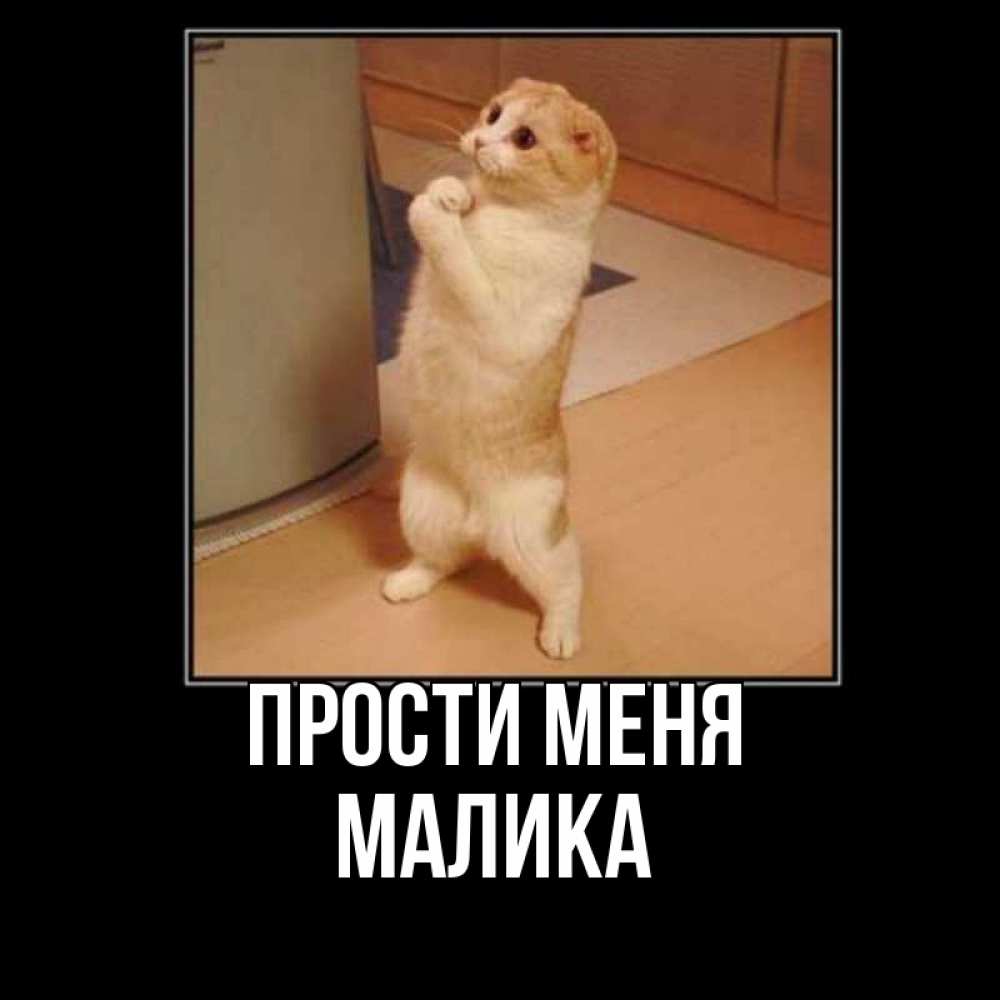 Открытка на каждый день с именем, Малика Прости меня открытка с милым несчастным котиком просящим прощения Прикольная открытка с пожеланием онлайн скачать бесплатно 