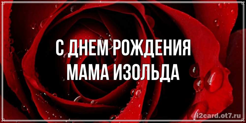 Открытка на каждый день с именем, Мама-Изольда С днем рождения крупная бордовая роза Прикольная открытка с пожеланием онлайн скачать бесплатно 