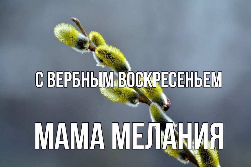 Открытка на каждый день с именем, Мама-Мелания С вербным воскресеньем верба Прикольная открытка с пожеланием онлайн скачать бесплатно 