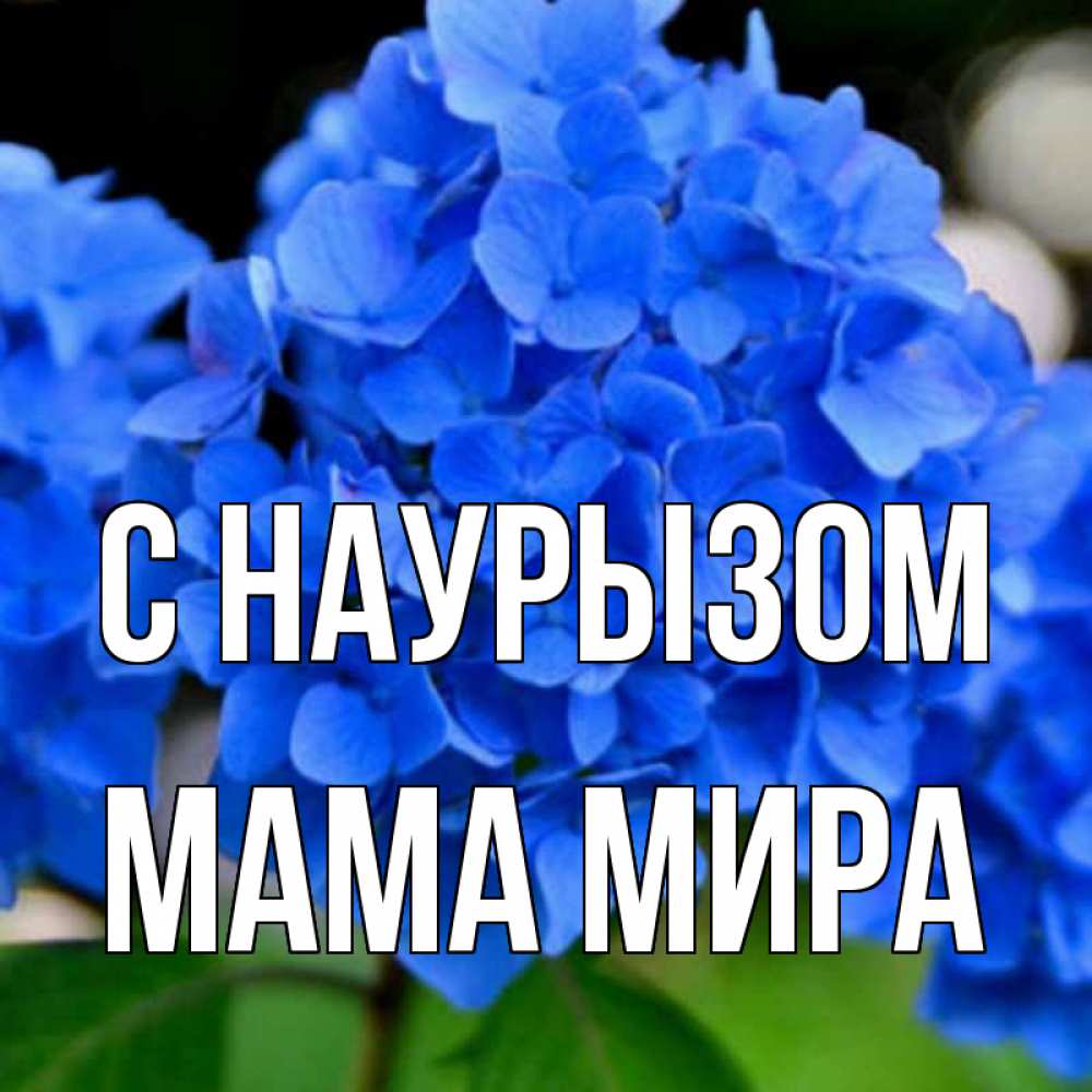 Открытка на каждый день с именем, Мама-Мира С наурызом синие цветы Прикольная открытка с пожеланием онлайн скачать бесплатно 