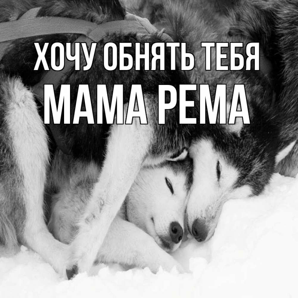 Открытка на каждый день с именем, Мама-Рема Хочу обнять тебя собачки в упряжке Прикольная открытка с пожеланием онлайн скачать бесплатно 