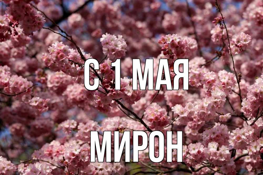 Открытка на каждый день с именем, Мирон С 1 мая С 1 мая Прикольная открытка с пожеланием онлайн скачать бесплатно 