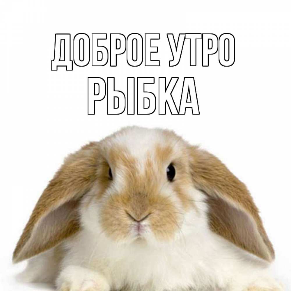 Открытка на каждый день с именем, Рыбка Доброе утро прикольные открытки на каждый день Прикольная открытка с пожеланием онлайн скачать бесплатно 