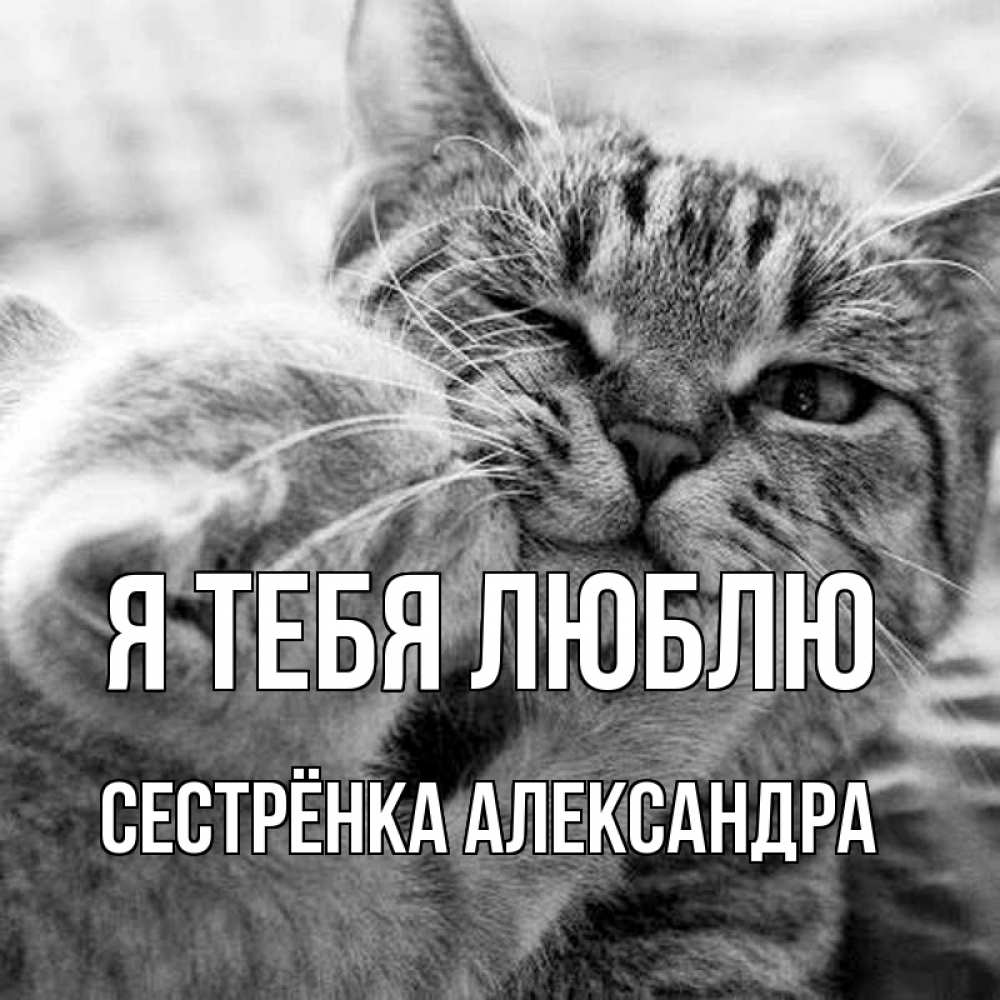 Открытка на каждый день с именем, Сестрёнка-Александра Я тебя люблю коты Прикольная открытка с пожеланием онлайн скачать бесплатно 