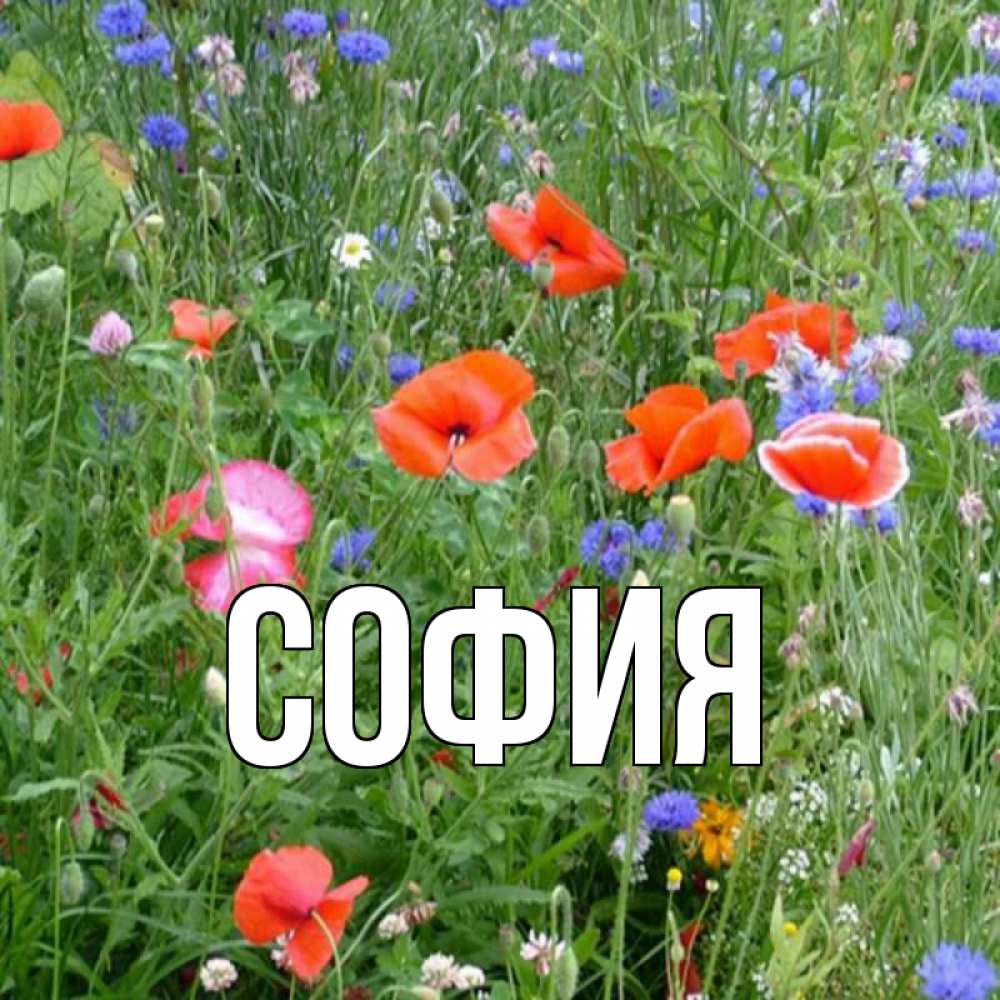 Открытка на каждый день с именем, София Главная праздник весны наурыз супер открытка Прикольная открытка с пожеланием онлайн скачать бесплатно 