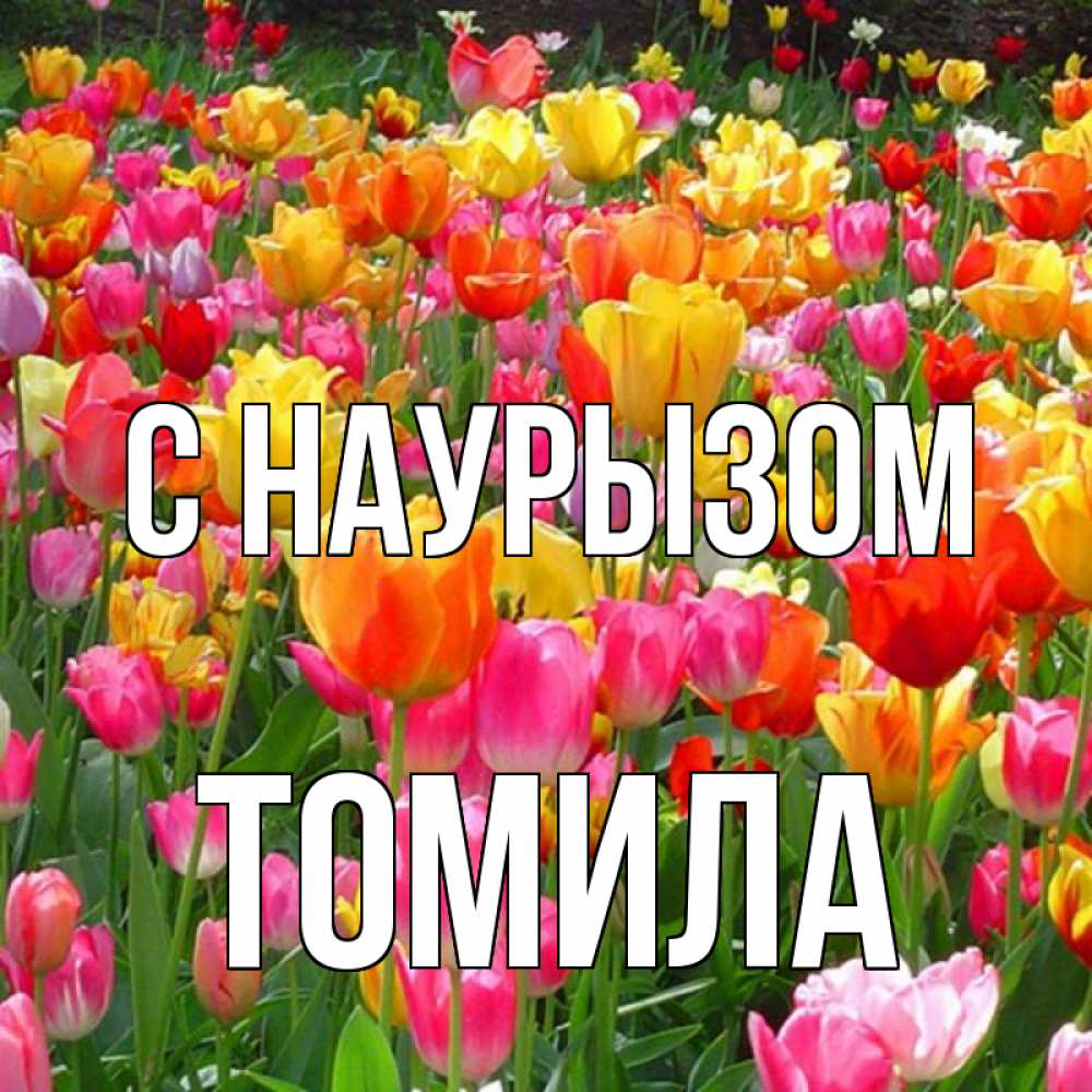 Открытка на каждый день с именем, Томила С наурызом праздник весны наурыз 4 Прикольная открытка с пожеланием онлайн скачать бесплатно 