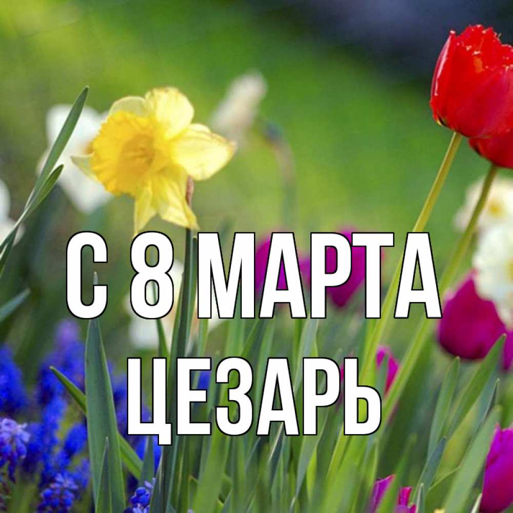 Открытка на каждый день с именем, Цезарь С 8 МАРТА международный женский день 3 Прикольная открытка с пожеланием онлайн скачать бесплатно 