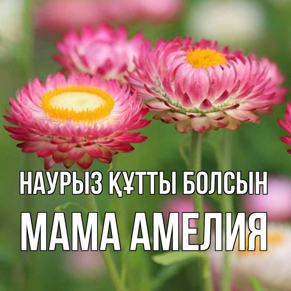 Открытка на каждый день с именем, Мама-Амелия Наурыз құтты болсын подарок на международный женский день Прикольная открытка с пожеланием онлайн скачать бесплатно 