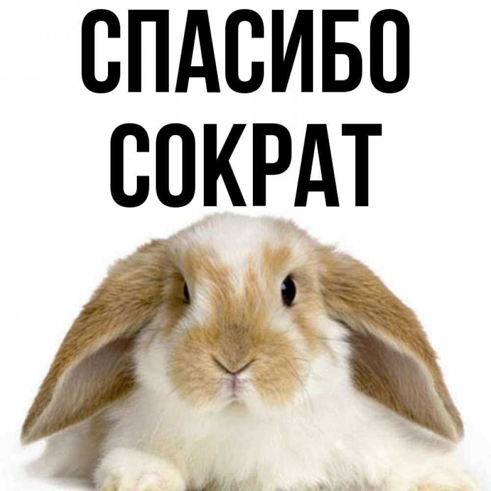 Открытка на каждый день с именем, Сократ Спасибо коричнево белый заяц Прикольная открытка с пожеланием онлайн скачать бесплатно 