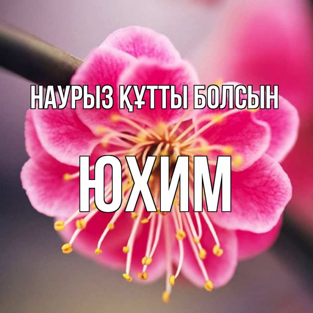 Открытка на каждый день с именем, Юхим Наурыз құтты болсын цветы Прикольная открытка с пожеланием онлайн скачать бесплатно 