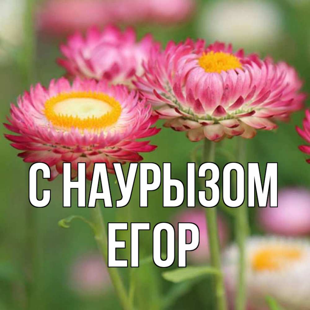 Открытка на каждый день с именем, Егор С наурызом подарок на международный женский день Прикольная открытка с пожеланием онлайн скачать бесплатно 
