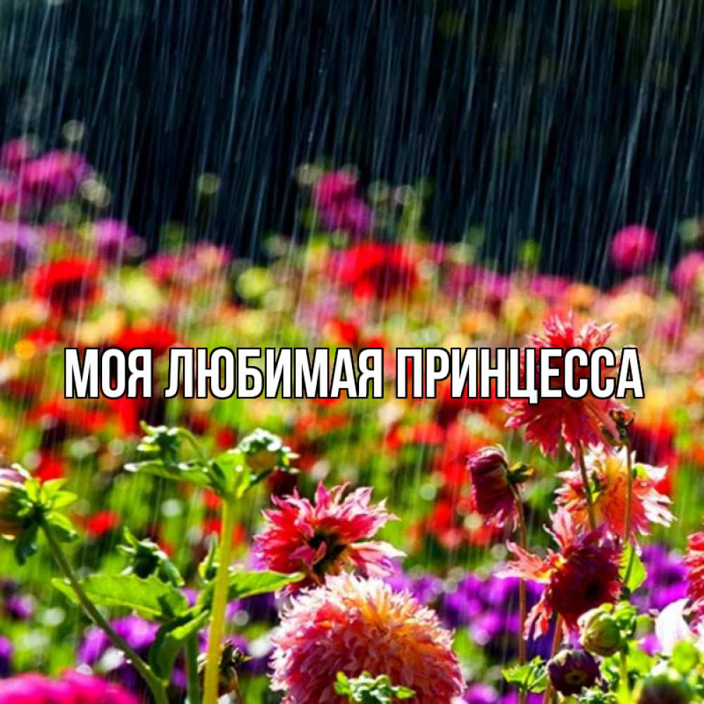 Открытка на каждый день с именем, Моя-Любимая-Принцесса Главная цветы под дождиком к международному женскому дню Прикольная открытка с пожеланием онлайн скачать бесплатно 