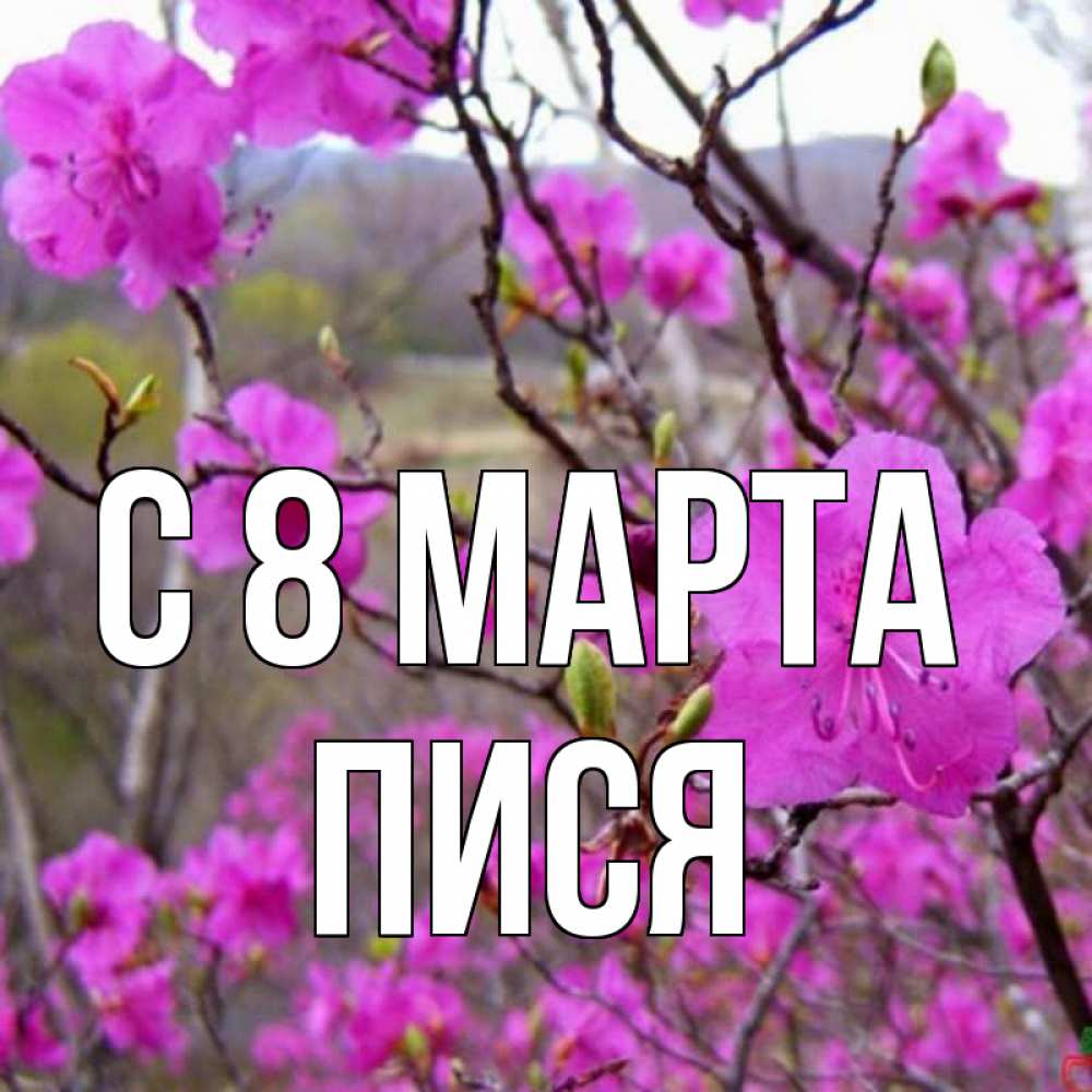 Картинка С 8 МАРТА, Пися