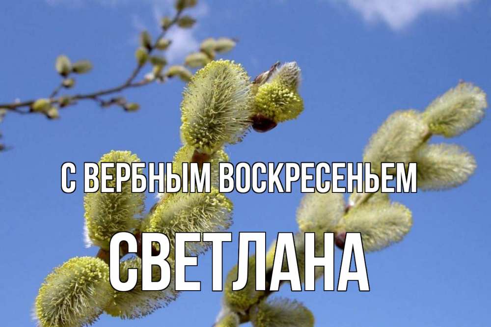 Открытка на каждый день с именем, Светлана С вербным воскресеньем верба Прикольная открытка с пожеланием онлайн скачать бесплатно 