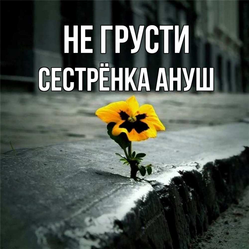 Открытка на каждый день с именем, Сестрёнка-Ануш Не грусти не сдавайся Прикольная открытка с пожеланием онлайн скачать бесплатно 
