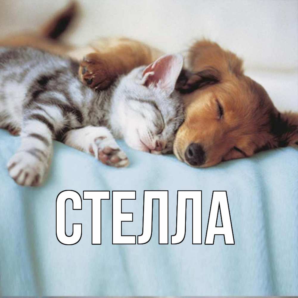 Открытка на каждый день с именем, Стелла Главная с животными Прикольная открытка с пожеланием онлайн скачать бесплатно 