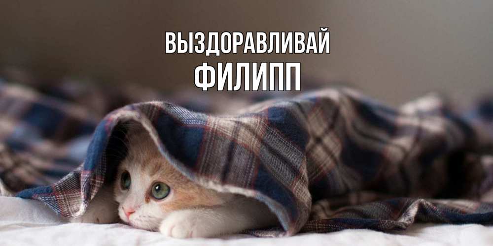 Открытка на каждый день с именем, Филипп Выздоравливай не болейте с котиком Прикольная открытка с пожеланием онлайн скачать бесплатно 