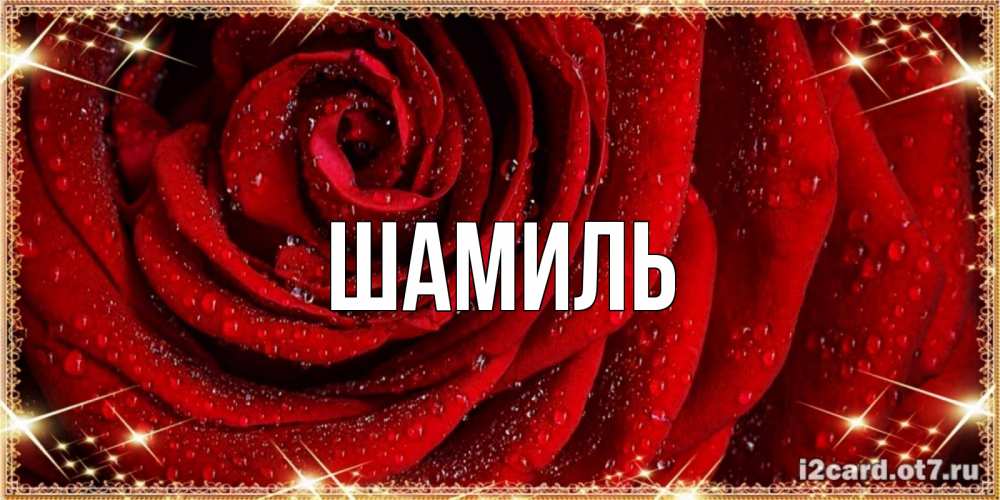 Открытка на каждый день с именем, Шамиль Главная роса на розе блестящая в лучах солнца Прикольная открытка с пожеланием онлайн скачать бесплатно 