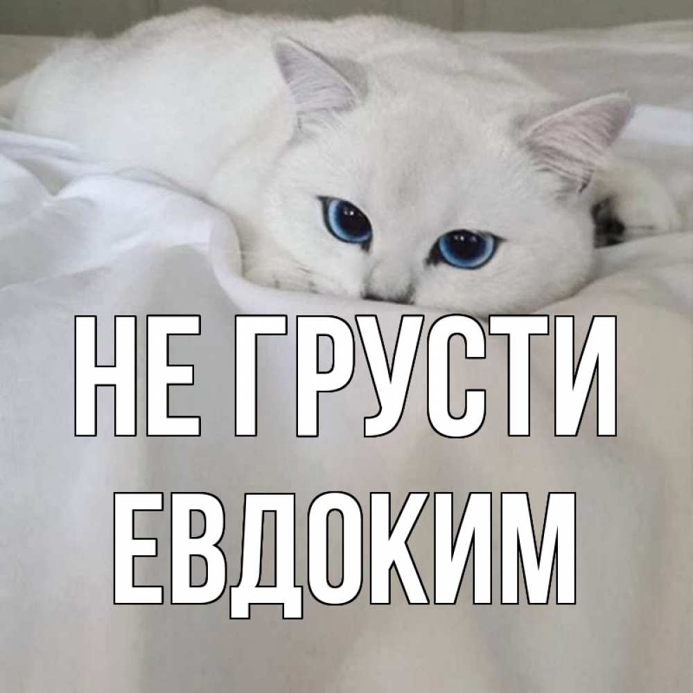 Открытка на каждый день с именем, Евдоким Не грусти белый кот с голубыми глазами на белоснежной кровати Прикольная открытка с пожеланием онлайн скачать бесплатно 