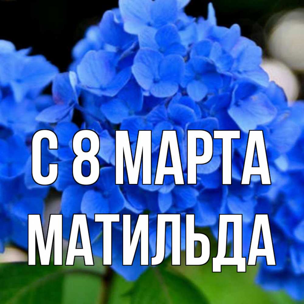 Открытка на каждый день с именем, Матильда С 8 МАРТА синие цветы Прикольная открытка с пожеланием онлайн скачать бесплатно 