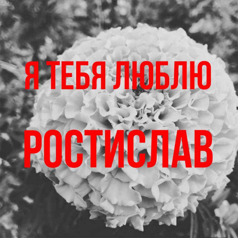 Открытка на каждый день с именем, Ростислав Я тебя люблю подпись Прикольная открытка с пожеланием онлайн скачать бесплатно 