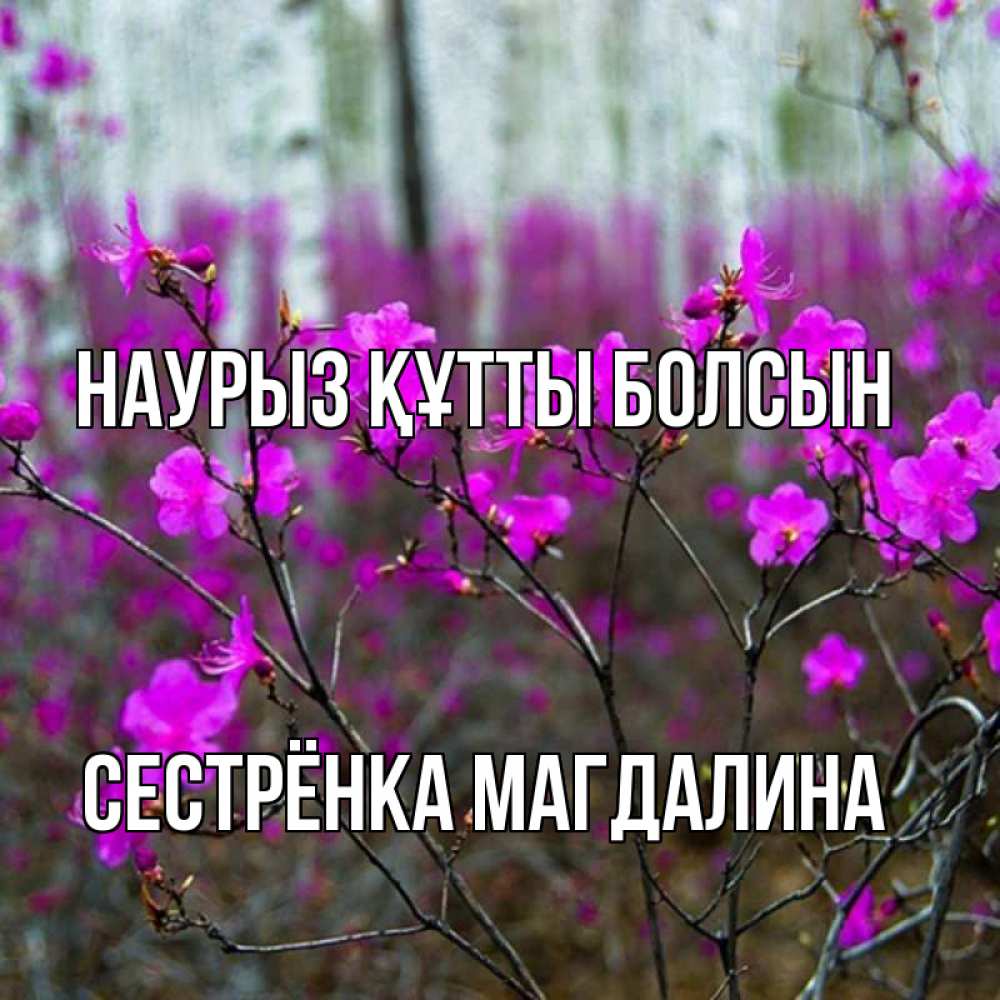 Открытка на каждый день с именем, Сестрёнка-Магдалина Наурыз құтты болсын дикие цветы Прикольная открытка с пожеланием онлайн скачать бесплатно 